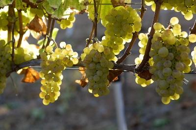 勃艮第的葡萄品种