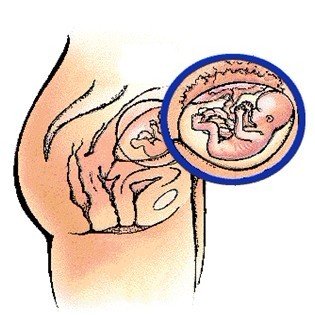 孕6月胎儿发育手册