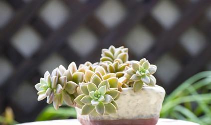 绿色植物真能预防辐射吗