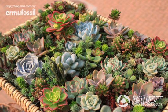 阳光有爱乐享春天 金地自在城自在集市开市啦