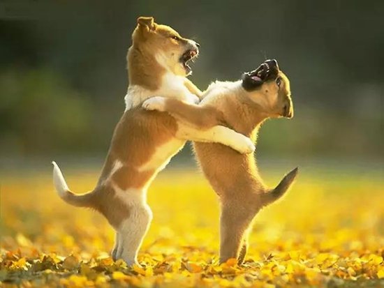 梦境解析，梦见被狗咬的伤痕累累——寓意与启示的深度探索