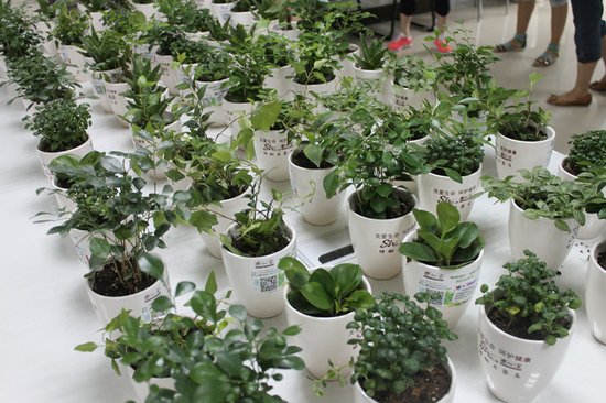 绿动石家庄-健康达人秀之送绿进写字楼