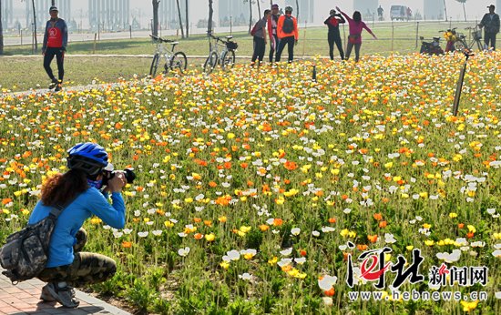 石家庄滹沱河花海扩大到3500亩