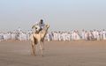 沙特举行骆驼赛跑大赛