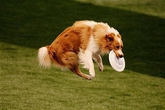 组图:世界狗狗运动会 胆小狗跳水留捧腹瞬间_