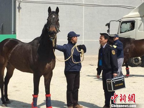 广州马会赛马运动训练中心建设取得重要进展