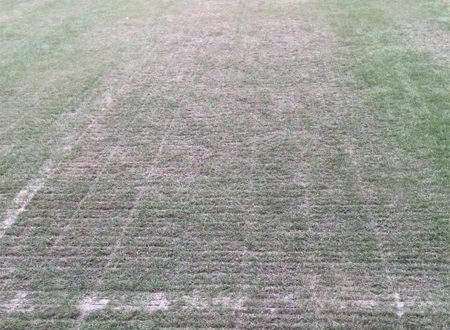 惊!虹口足球场烂成菜地 罪魁祸首竟是演唱会