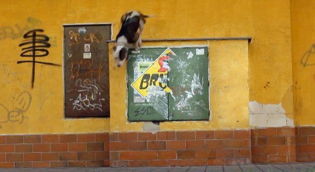 美国斗牛犬秀跑酷绝技 跃3米围墙不费力