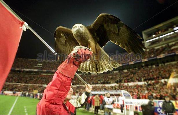 ����-�����Ӳ�ֹ�ӻ���ӥ ���������ڷ���