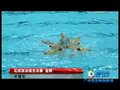 视频：中国队获得花样游泳组合金牌