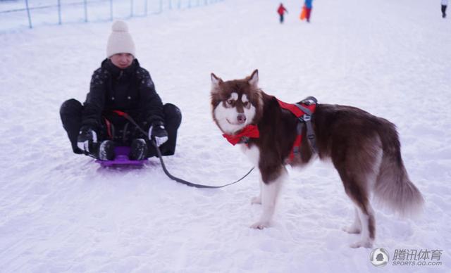 王思聪携爱犬滑雪专机接驾 称为冬奥积极训练