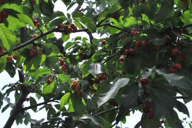 前国安队长为球迷献爱心 高品质水果助御林军