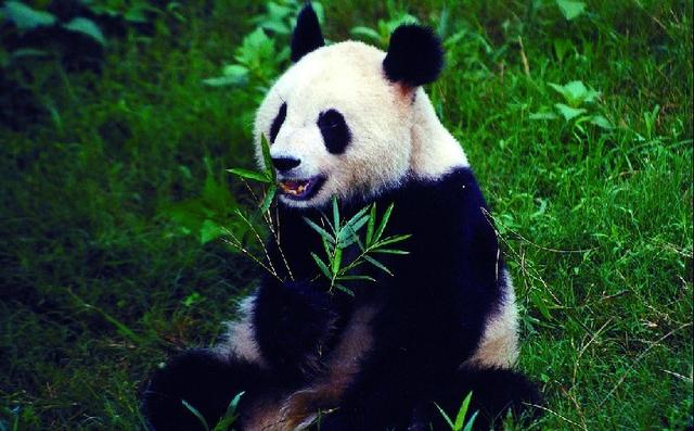 熊猫猩猩胳膊写字猜成语_咒术回战熊猫猩猩