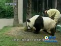 视频：吉祥物熊猫盼盼原型已是“百岁老人”