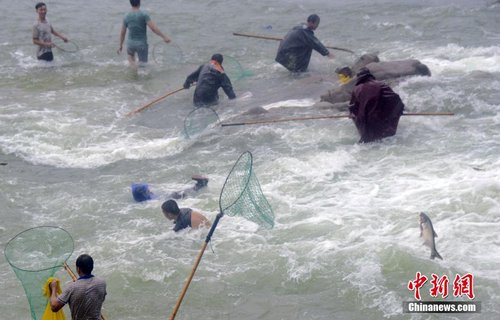 浙江水库泄洪 民众洪口捕鱼险象环生