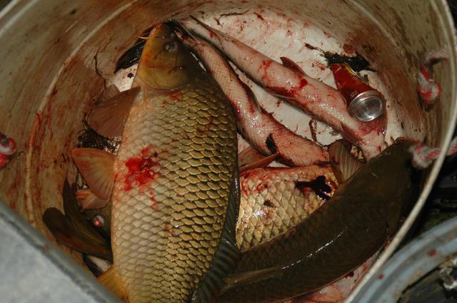 动物竞技充满暴力引争议 体育精神何在?