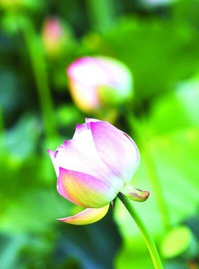 去年夏天 荷博园惊艳亮相 今年夏天 这里又会有