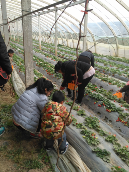 恒大翡翠华庭:草莓园采摘活动,欢乐落幕!_频道