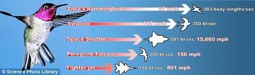 按身体比例衡量 蜂鸟飞行速度超过航天飞机
