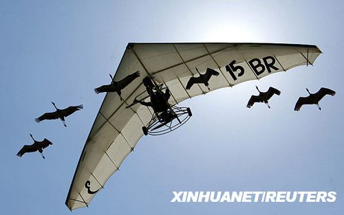 组图:法国滑翔机飞行员与鹤群比翼蓝天_奇闻