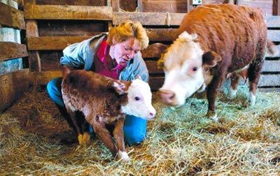 迷你牛走俏美国农场 食量小却产肉多(图)_奇