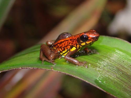 厄瓜多尔发现新物种:暴眼蝾螈酷似外星人_动物