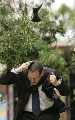 美国一只母鸽为保护幼鸽疯狂袭击路人(组图)