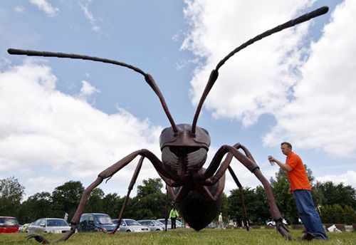 爬行在德国农场上的巨型蚂蚁(组图)_玩转地球