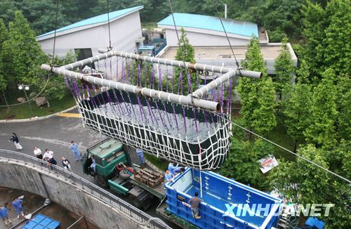 罕见鲸鲨:世界上最大的鱼类落户大连(组图)_动