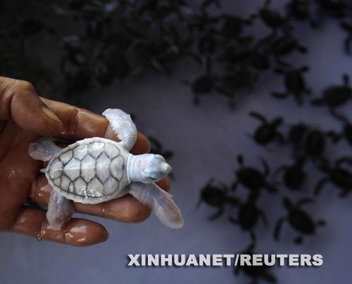 白化变种绿海龟现身泰国南部小岛(组图)