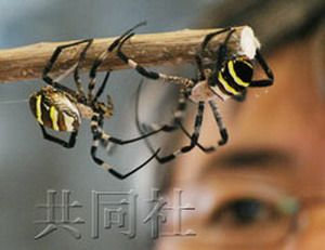 日本举办斗蜘蛛大赛 400余只蜘蛛丝脚相缠_奇