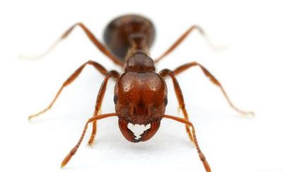 蚂蚁睡眠差异之谜:蚁后多睡觉能活得久(图)_动