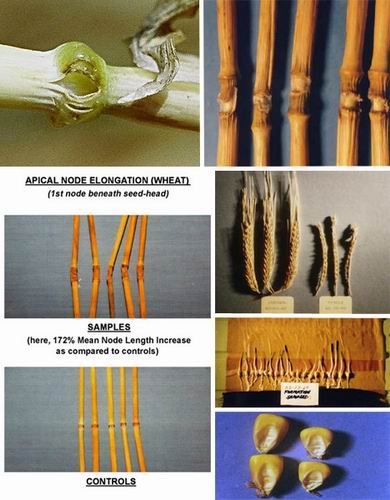 麦田怪圈持续4个世纪：外星人向地球发信息？