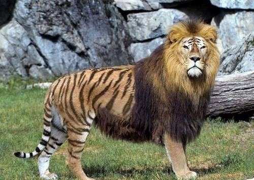 狮虎兽密码:悲剧,从老虎爱上狮子