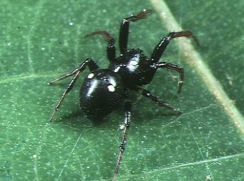 奇特蜘蛛会制作逼真“替身”引诱天敌(组图)