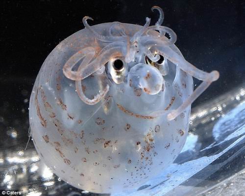 深海发现奇异小猪章鱼:身体滚圆面带微笑_动物