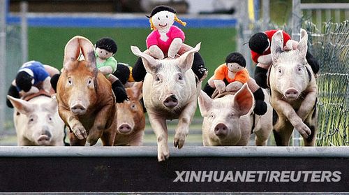 北爱尔兰的奇特赛事:猪儿啊你快些跑(图)_动物