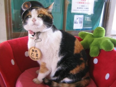 日本制变态盆景猫?网友揭密盆景猫事件始末_