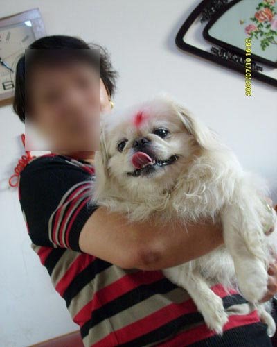 日本制变态盆景猫?网友揭密盆景猫事件始末_