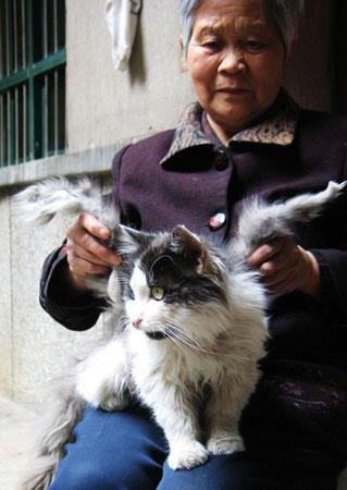 日本制变态盆景猫?网友揭密盆景猫事件始末_