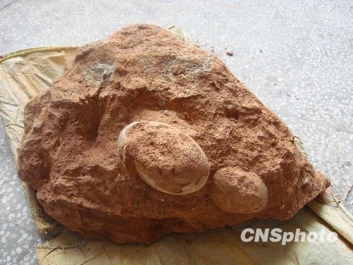 江西发现7枚恐龙蛋化石 毛孔清晰可见(图)