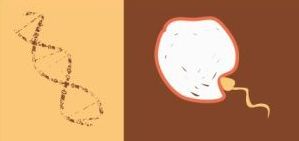 研究发现人类精子有独特“签名” 让卵子受孕