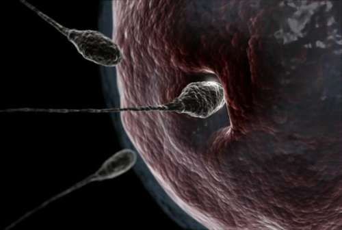 研究发现人类精子有独特“签名” 让卵子受孕