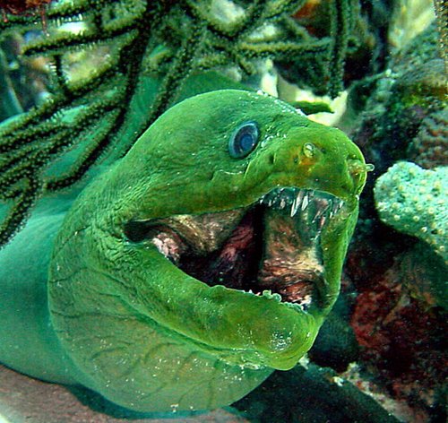 全球十大最恐怖恶魔鱼:绿巨人VS食人鱼_动物世界