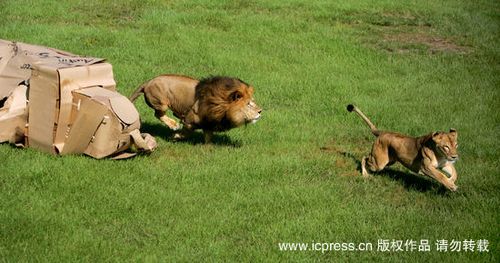 狮子训练捕猎技能+纸大象成助教(组图)
