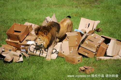 狮子训练捕猎技能 纸大象成助教(组图)_动物世界