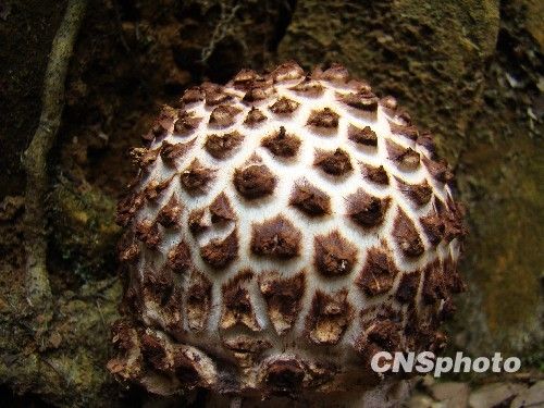 江西石壁长出奇特蘑菇 布满毛茸茸寄生物(图)