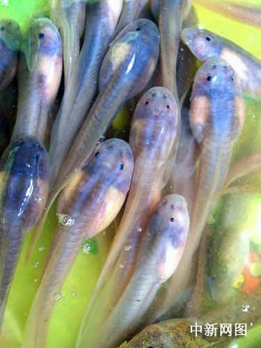 四川发现蝌蚪鱼 是否鱼类有待确认(组图)_动