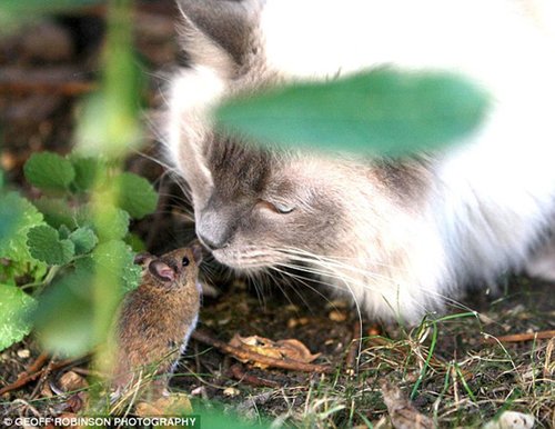 小老鼠与猫勇敢对峙上演现实版《猫和老鼠》_