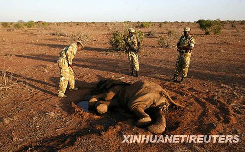 肯尼亚遭遇严重旱灾 100多头大象死亡(组图)